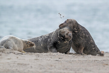 Kegelrobben auf Helgoland