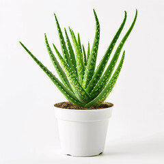 Potted Aloe Vera Plant on White Background
