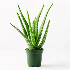 Aloe Vera Plant in Pot Isolated on White Background