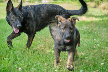 Gray German Shepherds and Gray German Shepherd puppies playing in a meadow in summer on a sunny day in Skaraborg Sweden