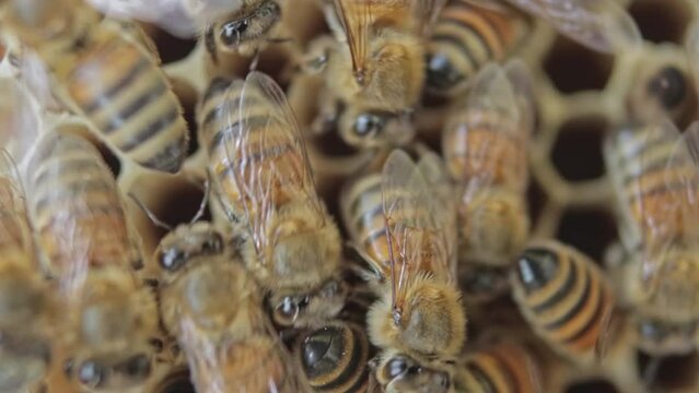 The bee colony is feeding the larvae