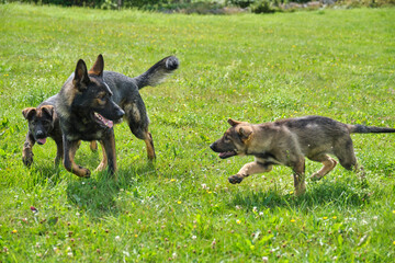 Gray German Shepherds and Gray German Shepherd puppies playing in a meadow in summer on a sunny day in Skaraborg Sweden