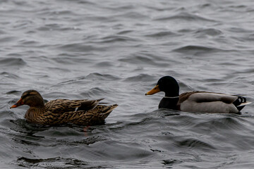 ducks swim on the lake