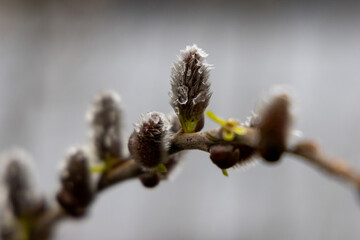 willow branch with buds © Bianka