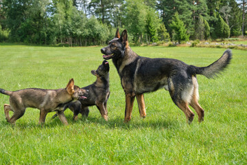 Gray German Shepherds and Gray German Shepherd puppies playing in a meadow in summer on a sunny day in Skaraborg Sweden