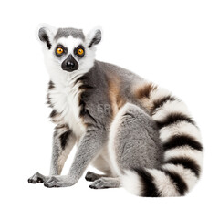 Obraz premium Beautiful Lemur isolated on white background