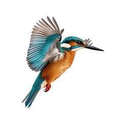 Kingfisher flying isolated on transparent or white background