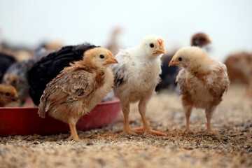 Colorful Chicken Chicks at the Poultry Farm. 