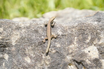 Lizard in the wild