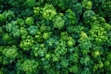 Lush forest canopy, aerial view, summer, bright daylight, vivid greens