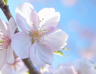 Fototapeta premium 満開の桜 華麗に舞い散る桜の花びら