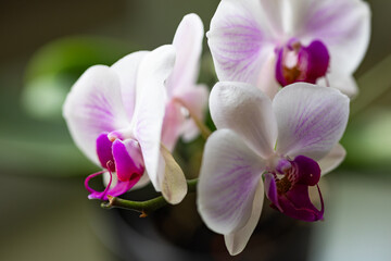 Fototapeta na wymiar Storczyk, orchidea