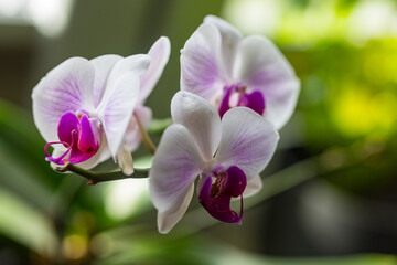 Storczyk, orchidea