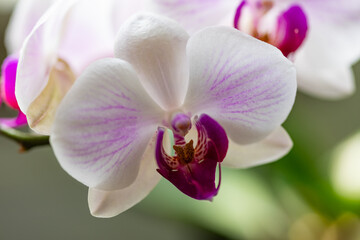 Naklejka na ściany i meble Storczyk, orchidea