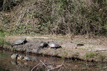 turtles reptiles water lake
park
banks
logs
sunning
large
medium
small
nature
late winter