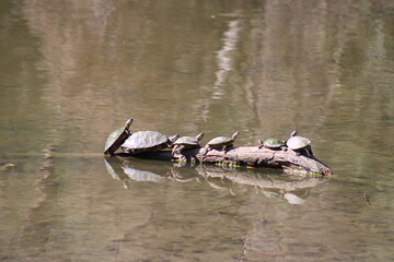 National Turtle Day is in May each year. This year, we have two submissioins; one on banks and one on logs.