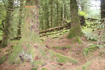 Three lochs drive, Aberfoyle, scottish highlands