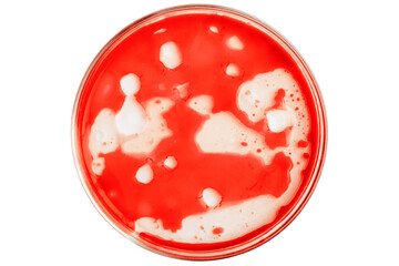 Petri dish with bloody red liquid. On a blank background