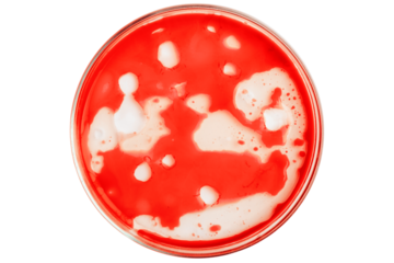 Petri dish with bloody red liquid. On a blank background