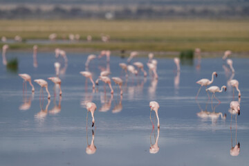 larger flamingo in Amboseli national park