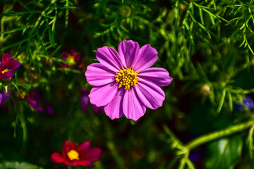 Obraz premium Close up of Garden Cosmos in the garden with sunlight. Pink and red garden cosmos flowers blooming Background. Nature and flower background. Flower and plant.