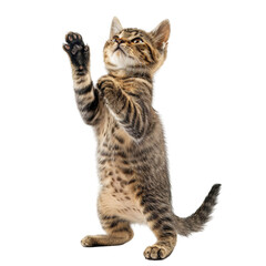 Studio portrait of a striped cat standing on its hind legs with its paws raised isolated on a white background.