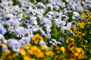 Fotobehang Close-up of the Viola, blue pansy flowers in the garden. Blue pansy flowers blooming background. Nature and flower background. Flower and plant. © HO