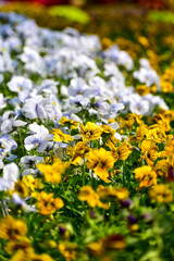 Close-up of the sea of pansy in the garden. Yellow and blue Viola Pansy flowers blooming background.  Nature and flower background. Flower and plant.