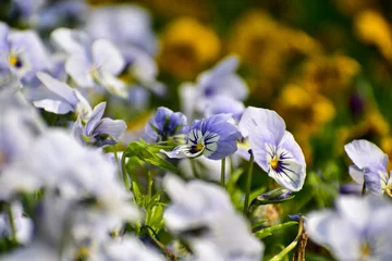 Fotobehang Close-up of the Viola, blue pansy flowers in the garden. Blue pansy flowers blooming background. Nature and flower background. Flower and plant. © HO