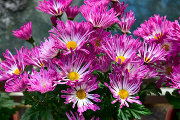 Obraz premium Close-up of pink and purple Chrysanthemum in the garden. Chrysanthemum flowers blooming background. Nature and flower background. Flower and plant.