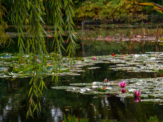 Beautiful pink water lilies and a red maple leaf balance on the green lily pads