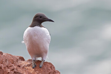 Trottellumme auf Helgoland