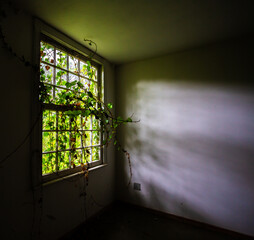 Window of an abandoned house overgrown with vegetation