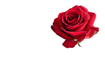 A Single Red Rose. A vibrant red rose stands alone on a plain Transparent background, showcasing its beauty and elegance.