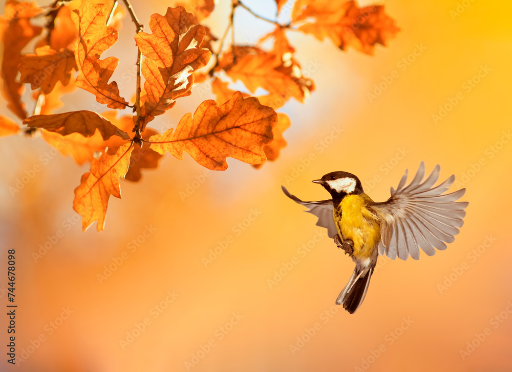 Wall mural bird tit flies at the branches of a tree an oak tree with golden foliage on a sunny autumn day