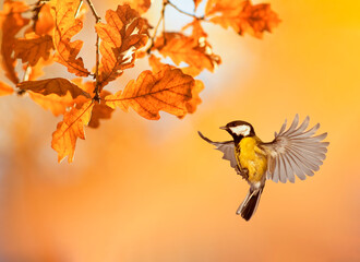 bird tit flies at the branches of a tree an oak tree with golden foliage on a sunny autumn day