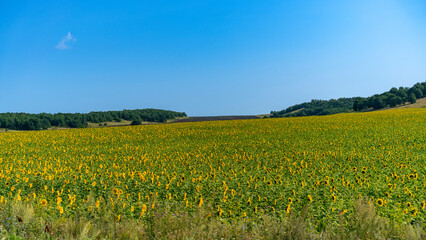 Fototapeta na wymiar A green field under a blue sky.
