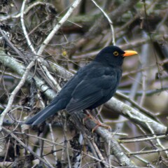 blackbird on a branch