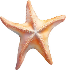 Starfish, a Watercolor painting of a starfish.