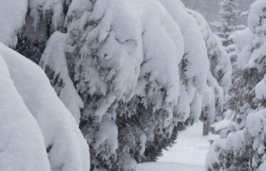 evergreen trees branches  with snow.