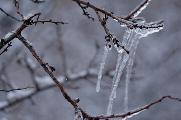 icicles on the tree branch