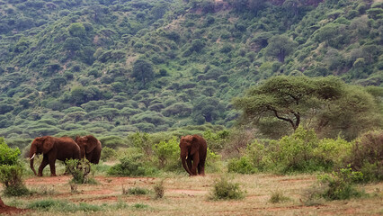 Naklejka na ściany i meble Wild African elephants in the Ngorongoro Crater. Africa. Tanzania.