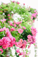 pink and white flowers