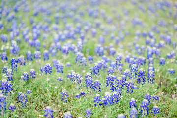 bluebonnets in field