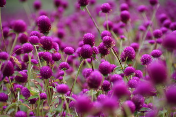 Blooming Globe Amaranth flowers, a scene from flower filed, Gundalpett, near Mysore, Karnataka, India