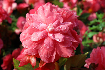 pink double begonia flower with raindrops