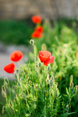 poppy flowers in field