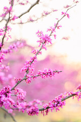 pink cherry blossom in spring