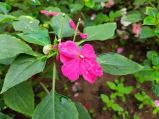 Impatiens sultanii flower. Its other names  Impatiens walleriana,  busy Lizzie and simply impatiensis. This a species of the genus Impatiens. Flower garden.