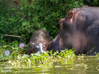 Fototapeta premium Mutter und Baby Flusspferd (Hippopotamus amphibiusam) Kazinga-Kanal in Uganda. 